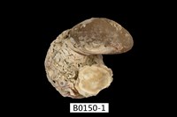 藏品(牡蠣)的圖片